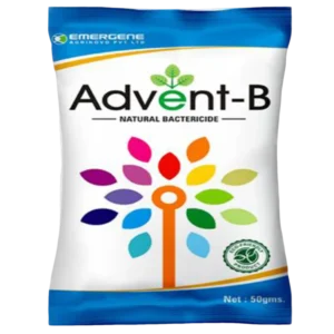 Advent B