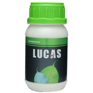 Lucas