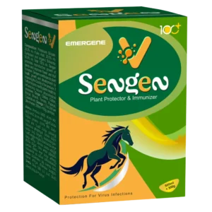 Sengen V